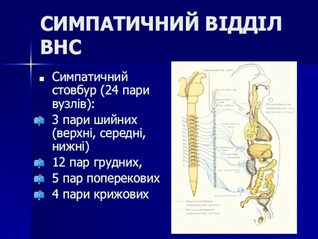 СИМПАТИЧНИЙ ВІДДІЛ ВНС Симпатичний стовбур (24 пари вузлів): 3 пари шийних