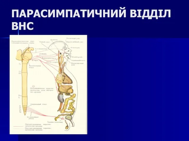 ПАРАСИМПАТИЧНИЙ ВІДДІЛ ВНС