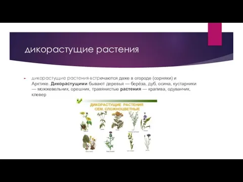 дикорастущие растения дикорастущие растения-встречаются даже в огороде (сорняки) и Арктике. Дикорастущими