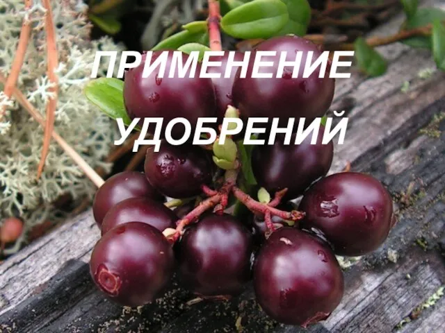 ПРИМЕНЕНИЕ УДОБРЕНИЙ