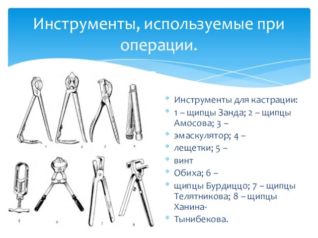 Инструменты, используемые при операции. Инструменты для кастрации: 1 – щипцы Занда;