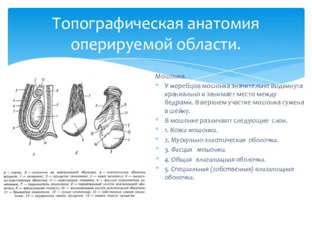 Топографическая анатомия оперируемой области. Мошонка. У жеребцов мошонка значительно выдвинута краниально