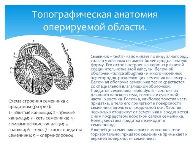 Топографическая анатомия оперируемой области. Се­менник – testis - напоминает по виду