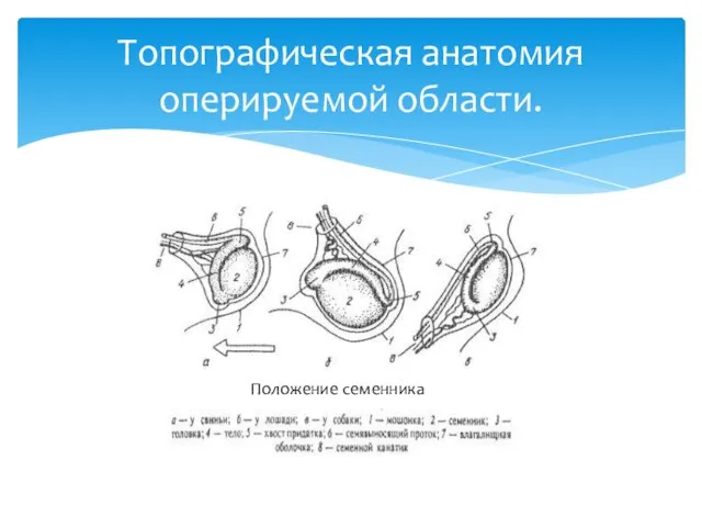 Топографическая анатомия оперируемой области. Положение семенника