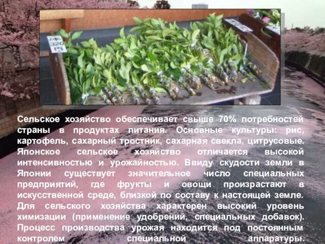 Сельское хозяйство обеспечивает свыше 70% потребностей страны в продуктах питания. Основные