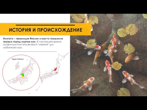 ИСТОРИЯ И ПРОИСХОЖДЕНИЕ Ниигата – провинция Японии и место появления первых