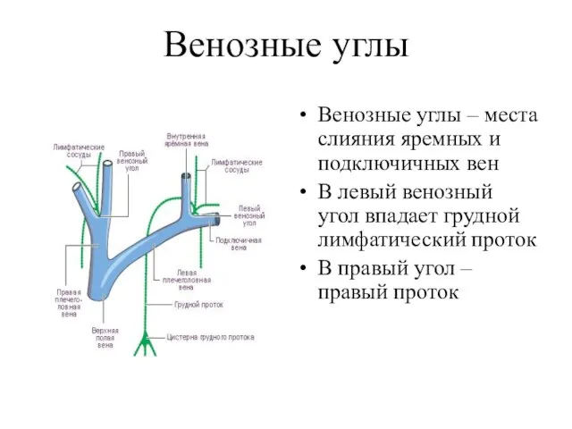 Венозные углы Венозные углы – места слияния яремных и подключичных вен