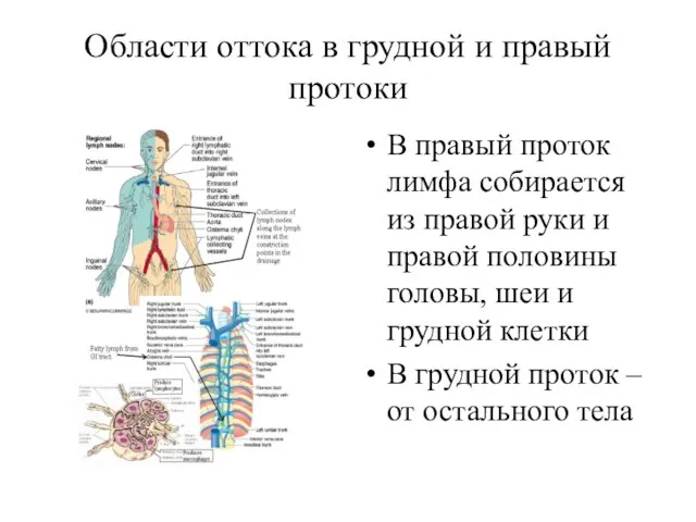 Области оттока в грудной и правый протоки В правый проток лимфа