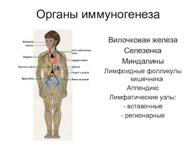 Органы иммуногенеза Вилочковая железа Селезенка Миндалины Лимфоидные фолликулы кишечника Аппендикс Лимфатические узлы: - вставочные - регионарные