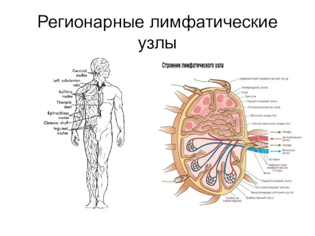 Регионарные лимфатические узлы