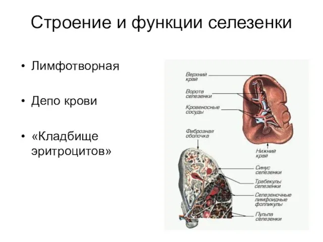 Строение и функции селезенки Лимфотворная Депо крови «Кладбище эритроцитов»