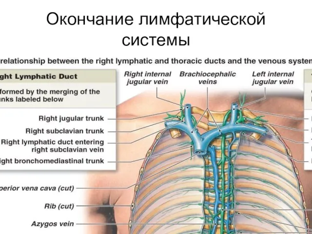 Окончание лимфатической системы