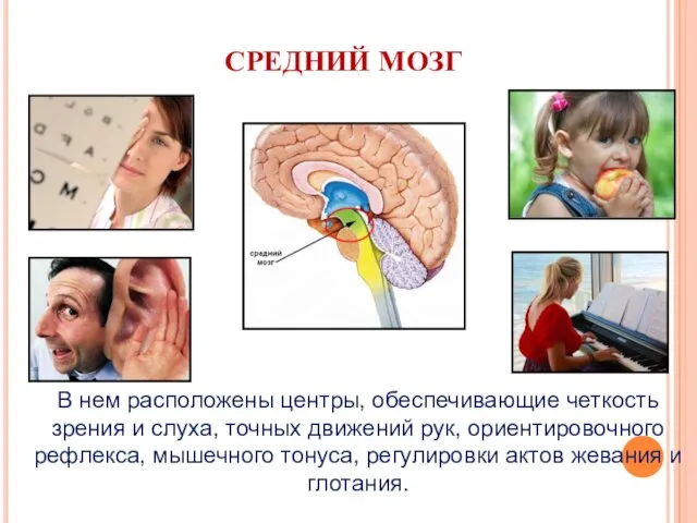 СРЕДНИЙ МОЗГ В нем расположены центры, обеспечивающие четкость зрения и слуха,