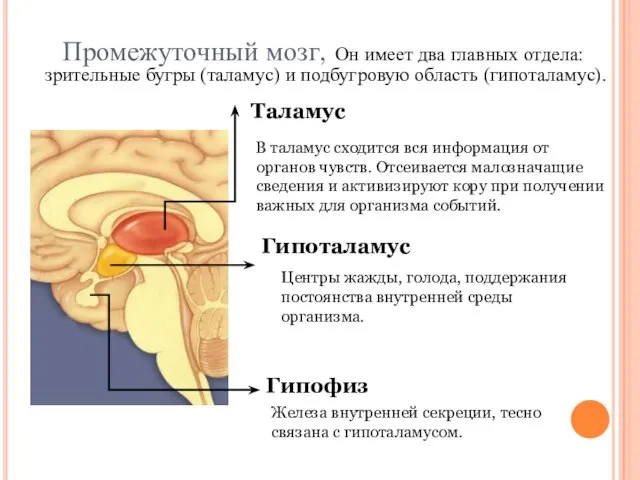 Промежуточный мозг, Он имеет два главных отдела: зрительные бугры (таламус) и