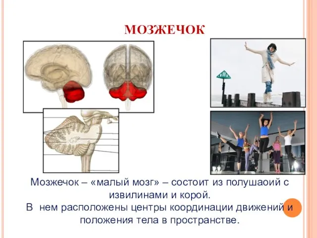 МОЗЖЕЧОК Мозжечок – «малый мозг» – состоит из полушаоий с извилинами