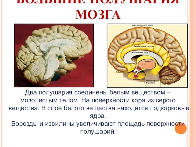 БОЛЬШИЕ ПОЛУШАРИЯ МОЗГА Два полушария соединены белым веществом – мозолистым телом.