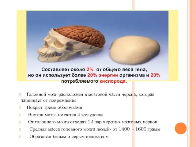 Головной мозг расположен в мозговой части черепа, которая защищает от повреждения