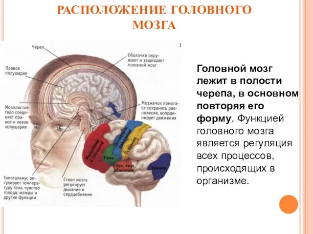 РАСПОЛОЖЕНИЕ ГОЛОВНОГО МОЗГА Головной мозг лежит в полости черепа, в основном