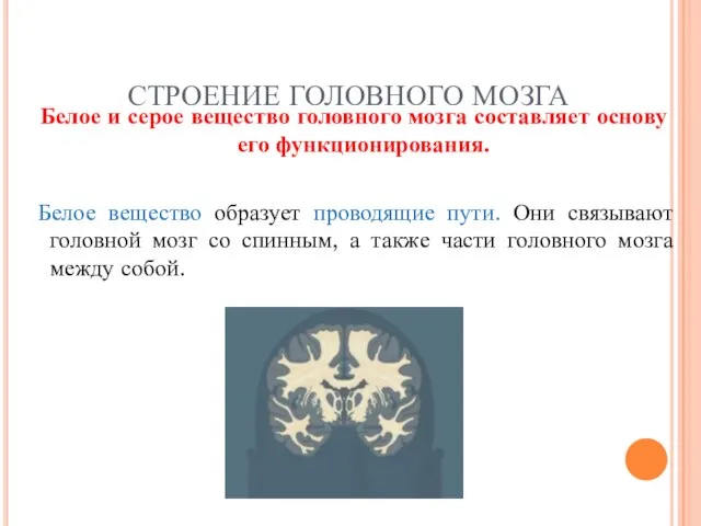 СТРОЕНИЕ ГОЛОВНОГО МОЗГА Белое и серое вещество головного мозга составляет основу