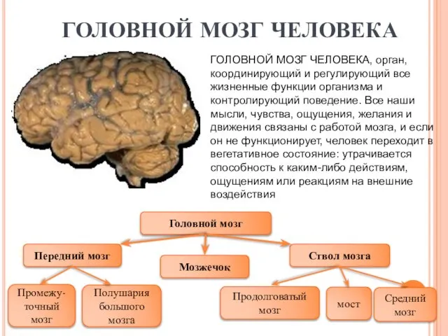 ГОЛОВНОЙ МОЗГ ЧЕЛОВЕКА ГОЛОВНОЙ МОЗГ ЧЕЛОВЕКА, орган, координирующий и регулирующий все