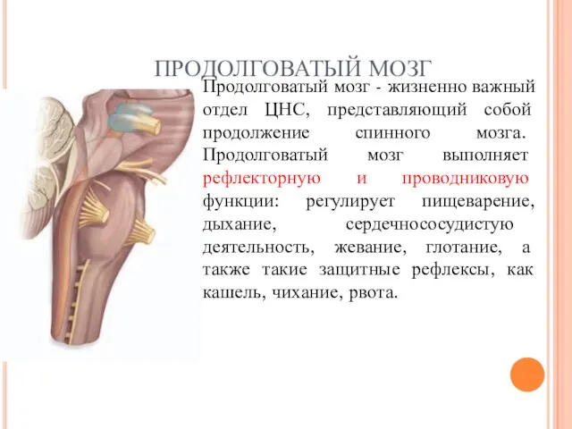 ПРОДОЛГОВАТЫЙ МОЗГ Продолговатый мозг - жизненно важный отдел ЦНС, представляющий собой