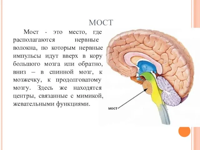 МОСТ Мост - это место, где располагаются нервные волокна, по которым