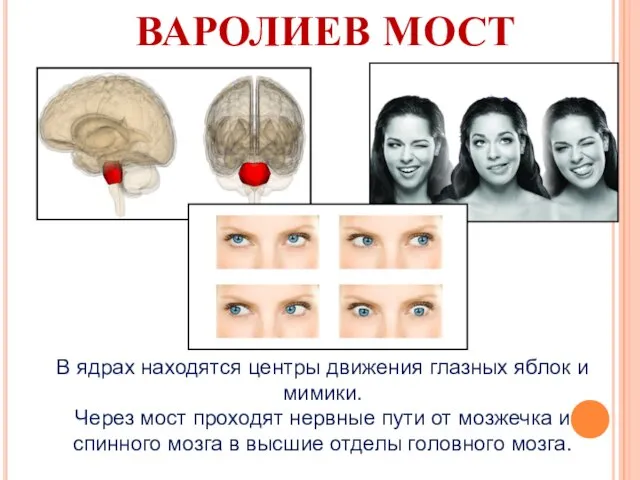 ВАРОЛИЕВ МОСТ В ядрах находятся центры движения глазных яблок и мимики.