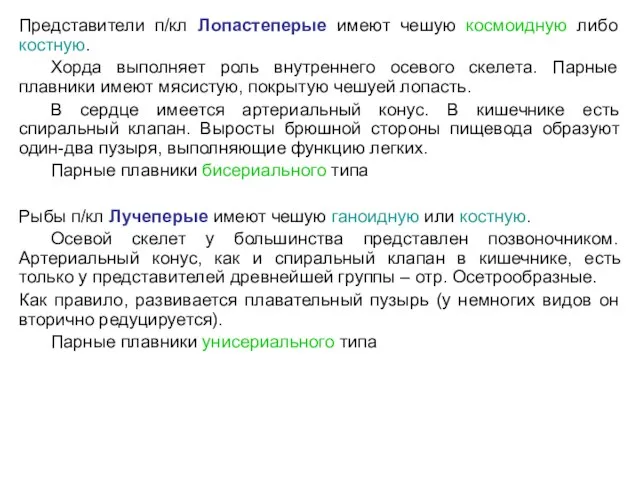 Представители п/кл Лопастеперые имеют чешую космоидную либо костную. Хорда выполняет роль