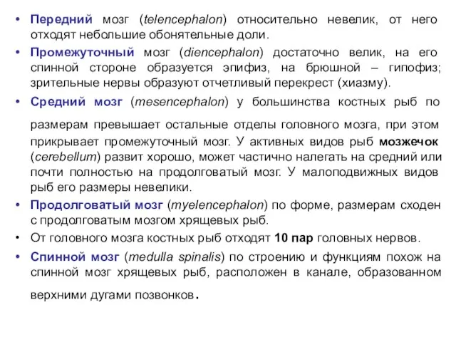 Передний мозг (telencephalon) относительно невелик, от него отходят небольшие обонятельные доли.