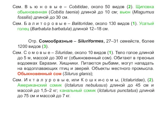 Сем. В ь ю н о в ы е – Cobitidae,