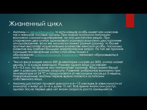 Жизненный цикл Ахатины — гермафродиты, то есть каждая особь имеет как