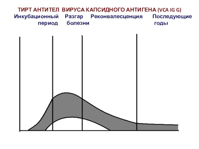 ТИРТ АНТИТЕЛ ВИРУСА КАПСИДНОГО АНТИГЕНА (VCA IG G) Инкубационный Разгар Реконвалесценция Последующие период болезни годы