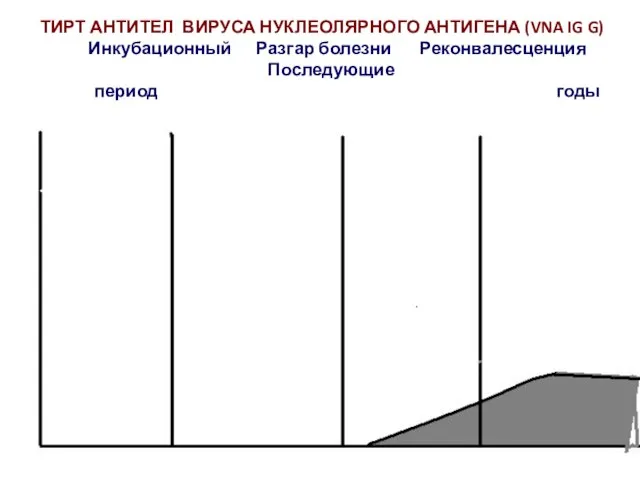 ТИРТ АНТИТЕЛ ВИРУСА НУКЛЕОЛЯРНОГО АНТИГЕНА (VNA IG G) Инкубационный Разгар болезни Реконвалесценция Последующие период годы