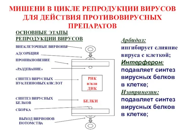 МИШЕНИ В ЦИКЛЕ РЕПРОДУКЦИИ ВИРУСОВ ДЛЯ ДЕЙСТВИЯ ПРОТИВОВИРУСНЫХ ПРЕПАРАТОВ ОСНОВНЫЕ ЭТАПЫ РЕПРОДУКЦИИ ВИРУСОВ