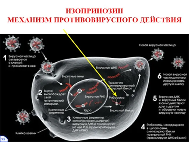 ИЗОПРИНОЗИН МЕХАНИЗМ ПРОТИВОВИРУСНОГО ДЕЙСТВИЯ