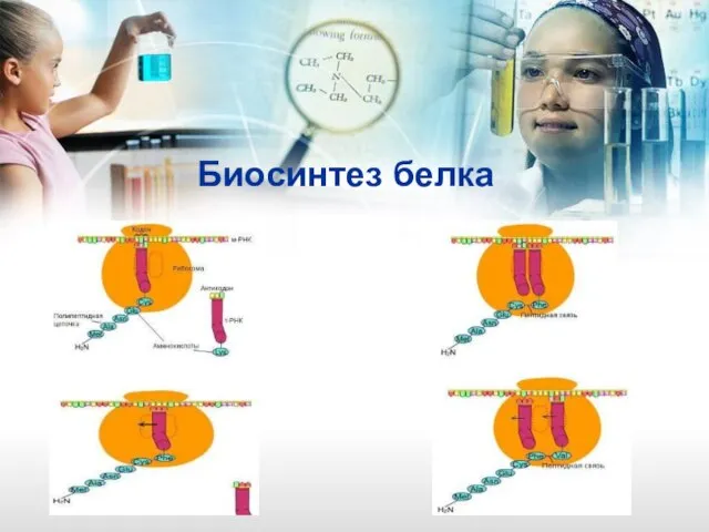 Биосинтез белка