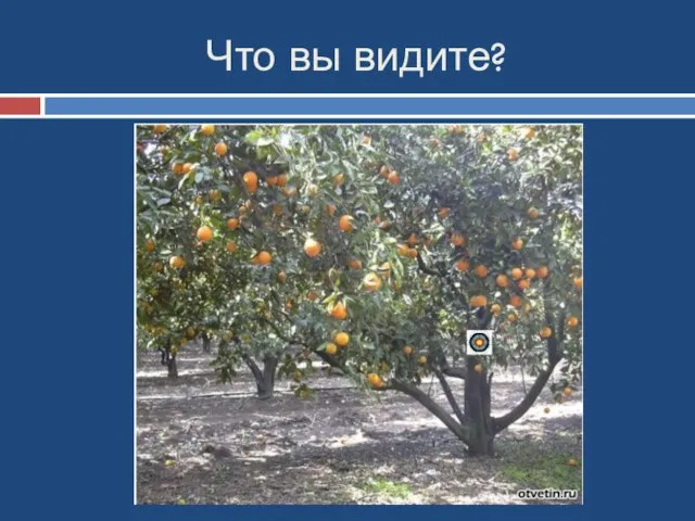 Что вы видите? Урок 30