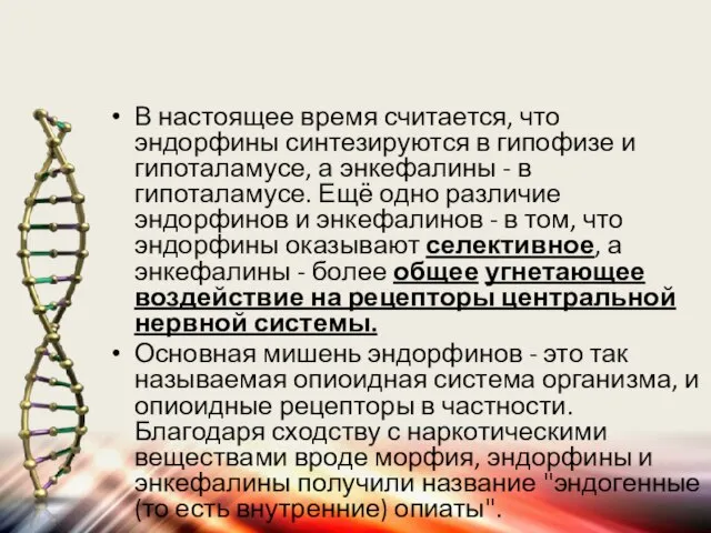 В настоящее время считается, что эндорфины синтезируются в гипофизе и гипоталамусе,