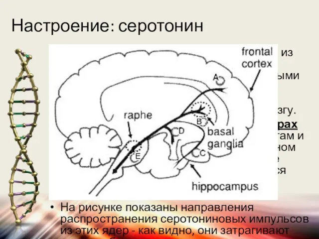 Настроение: серотонин Серотонин - это нейромедиатор - одно из веществ, являющихся