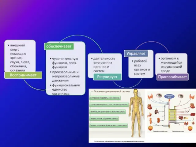Функция нервной системы