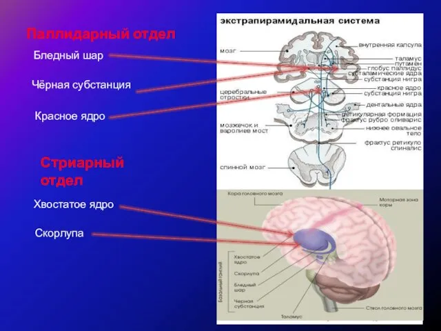 Паллидарный отдел Бледный шар Чёрная субстанция Красное ядро Стриарный отдел Хвостатое ядро Скорлупа