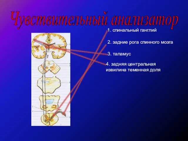 Чувствительный анализатор 1. спинальный ганглий 2. задние рога спинного мозга 3.