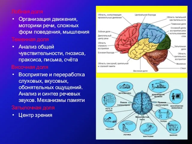 Лобная доля Организация движения, моторики речи, сложных форм поведения, мышления Теменная