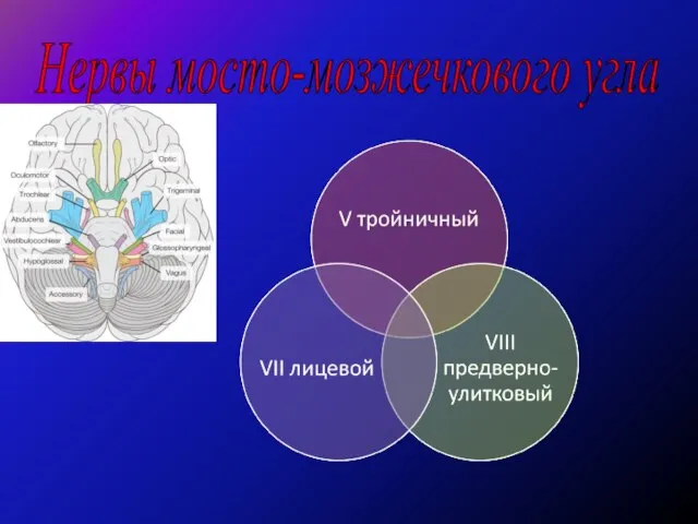 Нервы мосто-мозжечкового угла