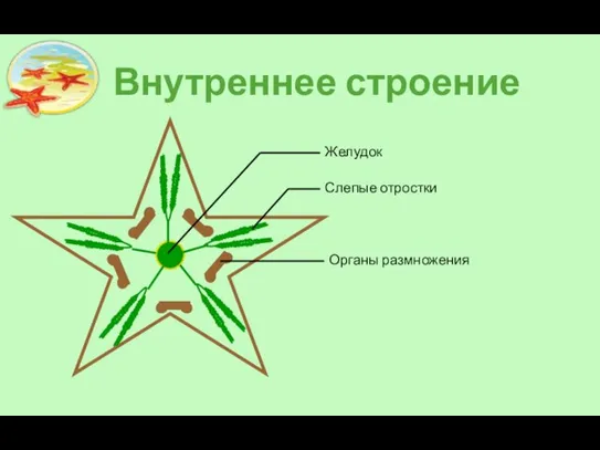 Внутреннее строение Желудок Слепые отростки Органы размножения