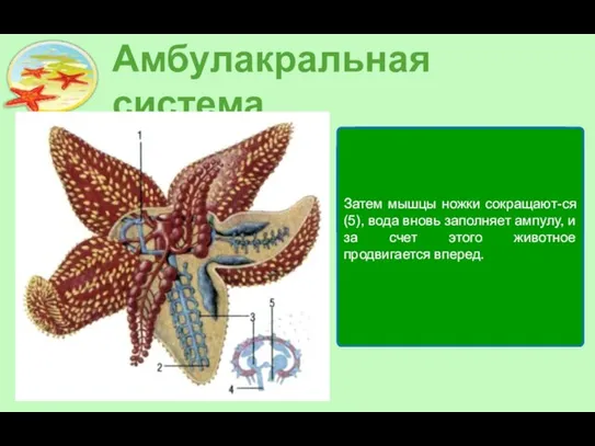 Амбулакральная система Морская звезда движется благодаря наличию амбулакральной системы (на рисунке