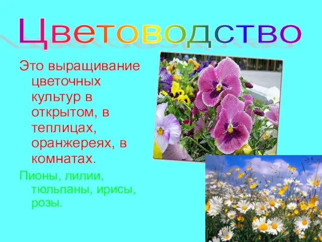 Цветоводство Это выращивание цветочных культур в открытом, в теплицах, оранжереях, в