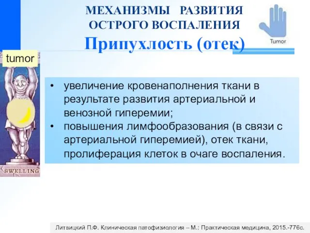 tumor МЕХАНИЗМЫ РАЗВИТИЯ ОСТРОГО ВОСПАЛЕНИЯ Припухлость (отек) увеличение кровенаполнения ткани в