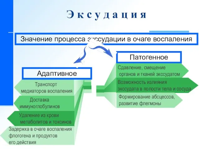 Sample text Задержка в очаге воспаления флогогена и продуктов его действия