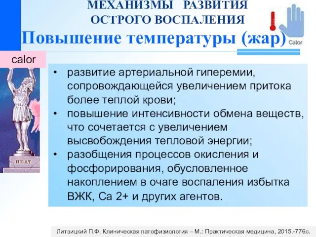 calor МЕХАНИЗМЫ РАЗВИТИЯ ОСТРОГО ВОСПАЛЕНИЯ развитие артериальной гиперемии, сопровождающейся увеличением притока